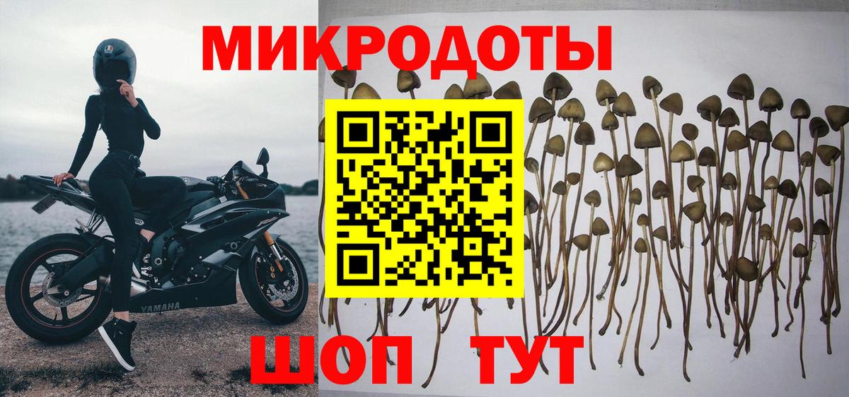 Псилоцибиновые грибы Psilocybe Усть-Илимск
